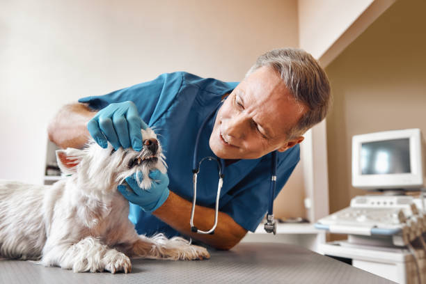 Best Urgent Dental Care in Ashland, MO